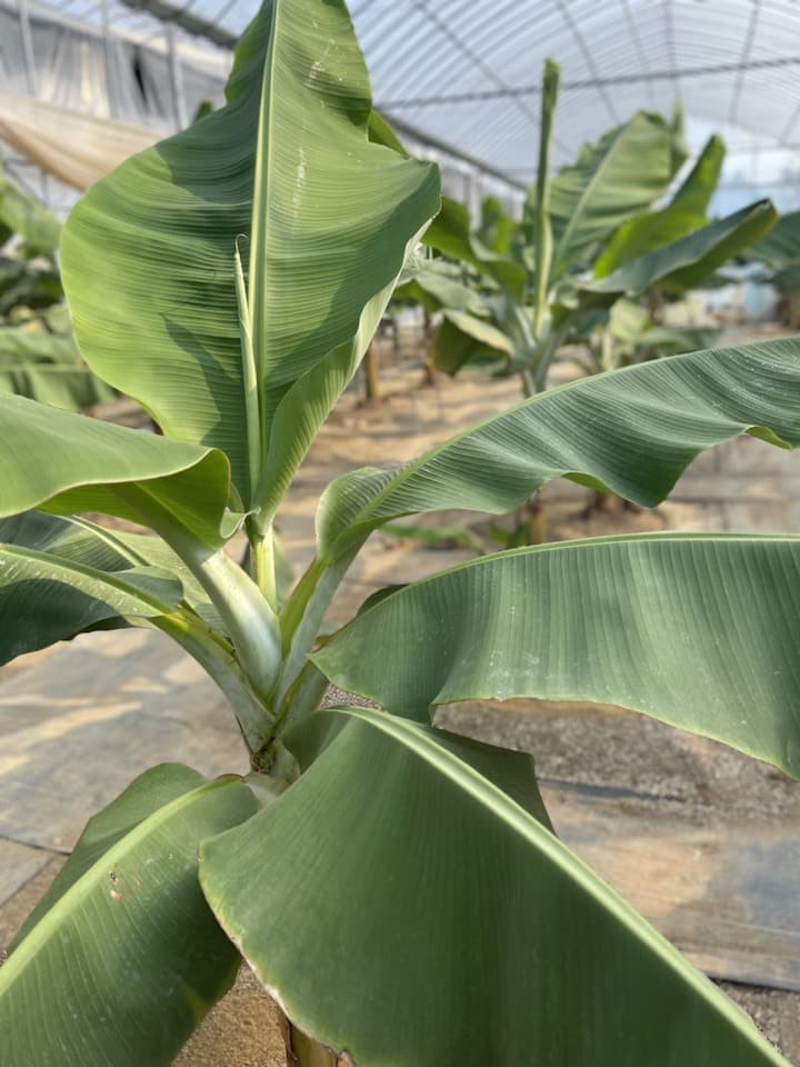 壱岐王様バナナ　様子